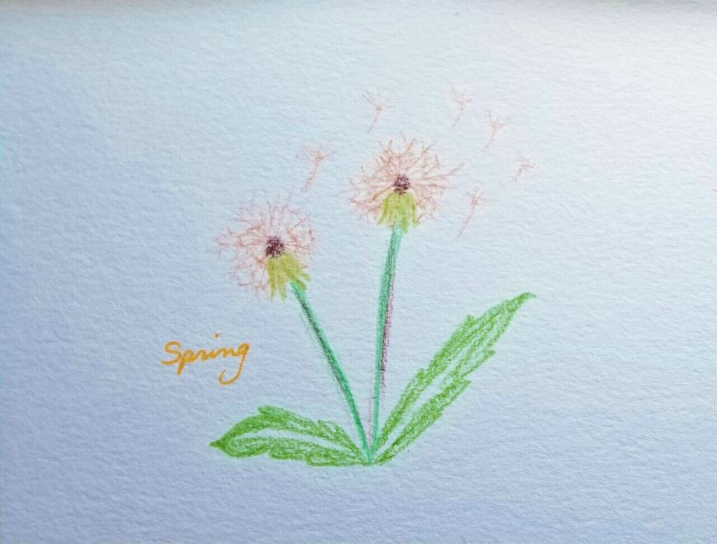 A drawing of dandelions by Cynthia M. Hall